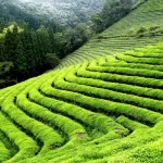 Top tourist places to visit in Darjeeling with mountain views