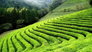 Top tourist places to visit in Darjeeling with mountain views