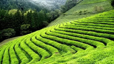 Top tourist places to visit in Darjeeling with mountain views