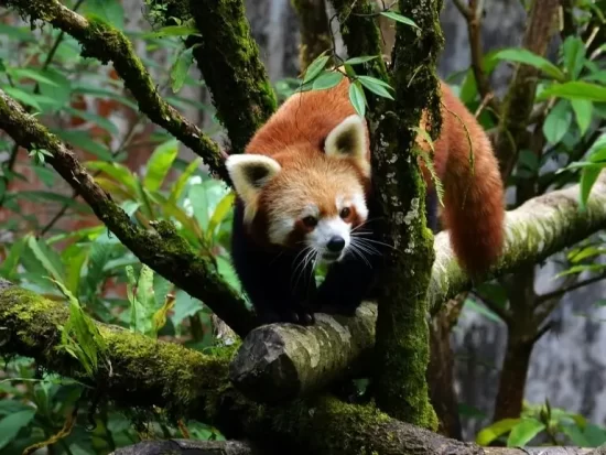 Best hotel in Darjeeling on Mall Road with Kanchenjunga View Canopy Boutique by SMARTLùth